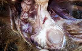 Tapeworm cyst (Turning disease/draaikop) Description Life cycle Treatment Goats can get a condition that is often called draaikop or malkop or turning disease.