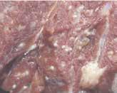 It can spread these tapeworms to humans also if the meat is not cooked properly so also poses a zoonic danger.