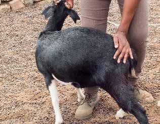 Abscesses 8 Look in the hair Ticks, fleas, mange External parasites 9 Feel the rump Condition of goat Condition scoring 10 Take weight Weight