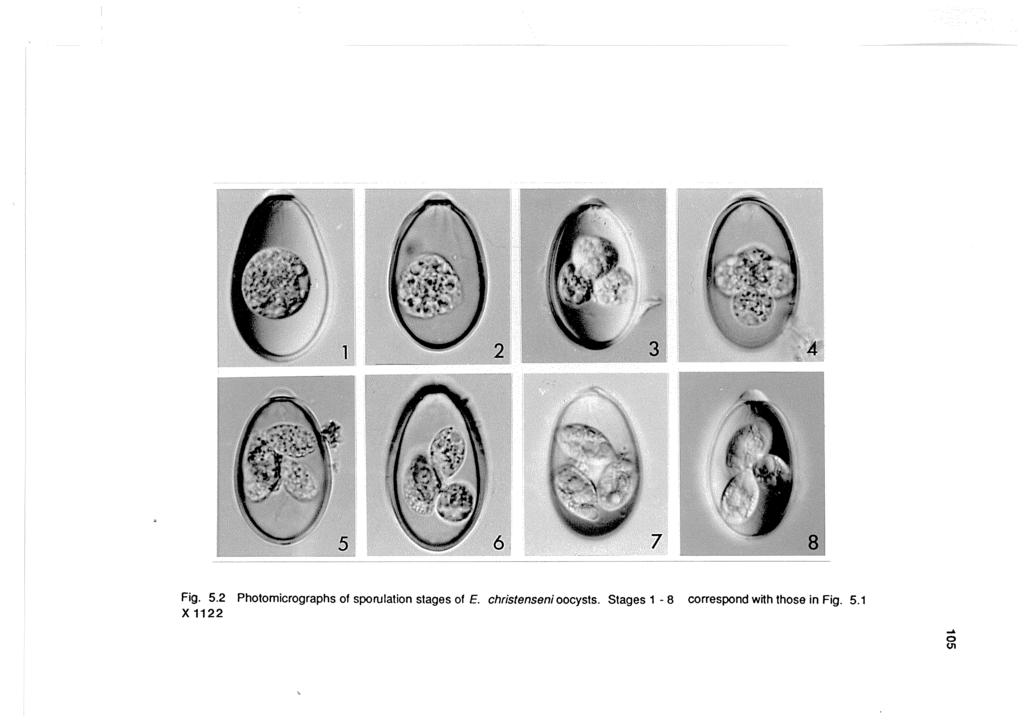 Fig. 5.2 Photomicrographs of sporulation stages of E.