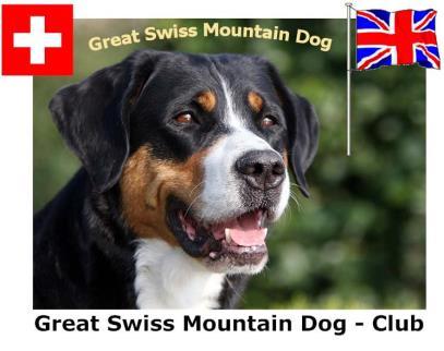 Great Swiss Mountain Dog Club Newsletter Spring 2016 We ve arrived!