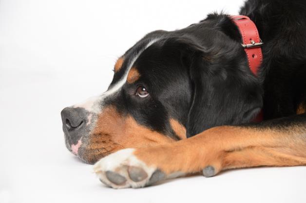Health Testing of the Great Swiss Mountain Dog By Sue Brailey I have been asked to write an article as the GSMD club s Breed Health Co-ordinator.