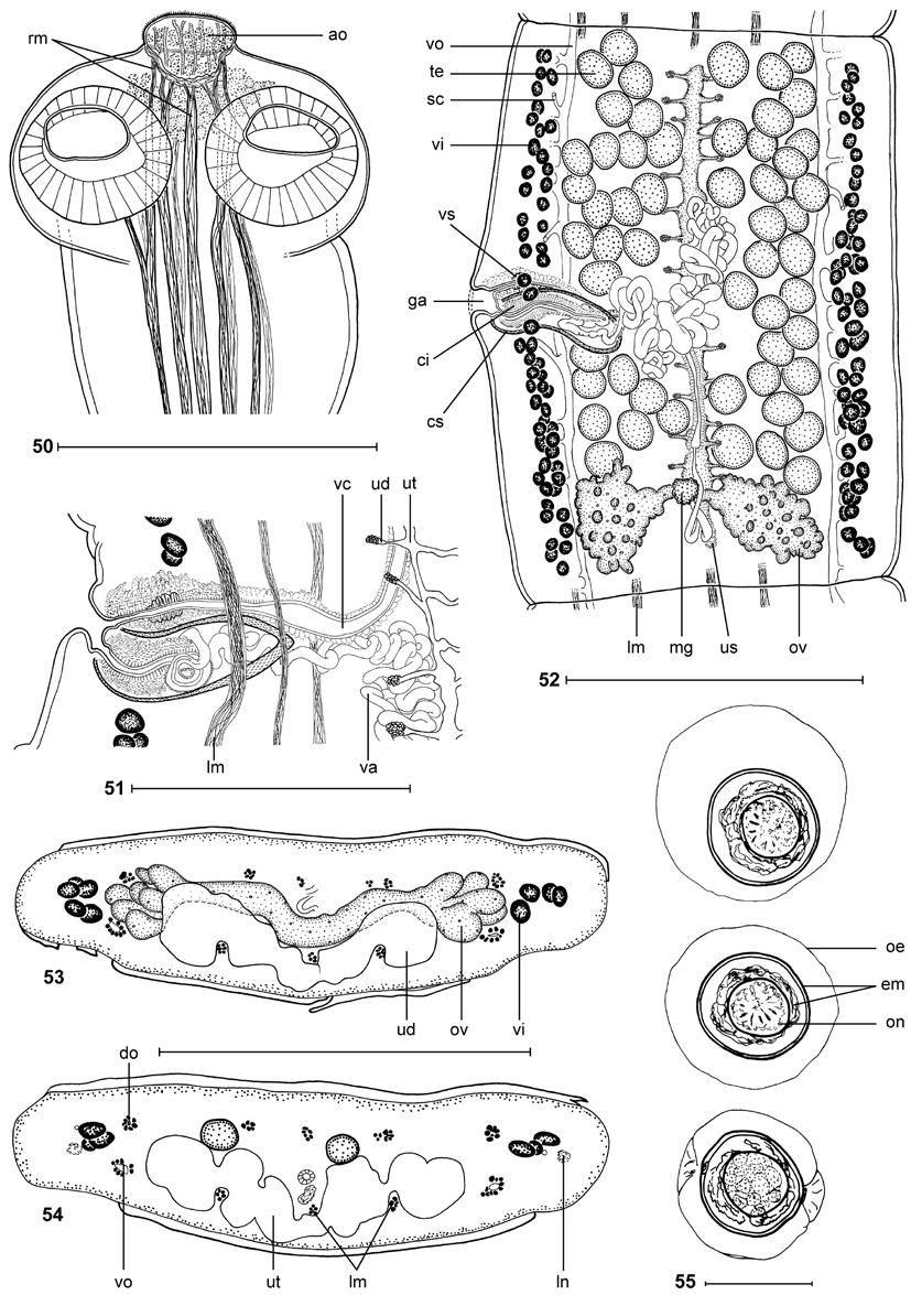 S. de Chambrier, A. de Chambrier: New tapeworms from Australia Figs. 50 55. Australotaenia grobeli gen. et sp. n. Paratypes BMNH 1968.4.19.1-15, Figs. 50, 51, 53, 54; Holotype SAM 21402, Fig. 52. Fig. 50. Scolex, dorsoventral view.