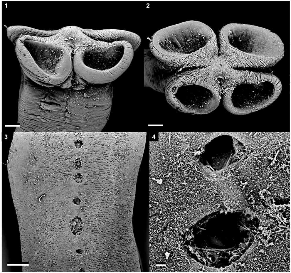 S. de Chambrier, A. de Chambrier: New tapeworms from Australia Figs. 1 4. Ophiotaenia gallardi (Johnston, 1911). Scanning electron micrographs. Fig. 1. Scolex, dorsoventral view (MHNG INVE 67494).