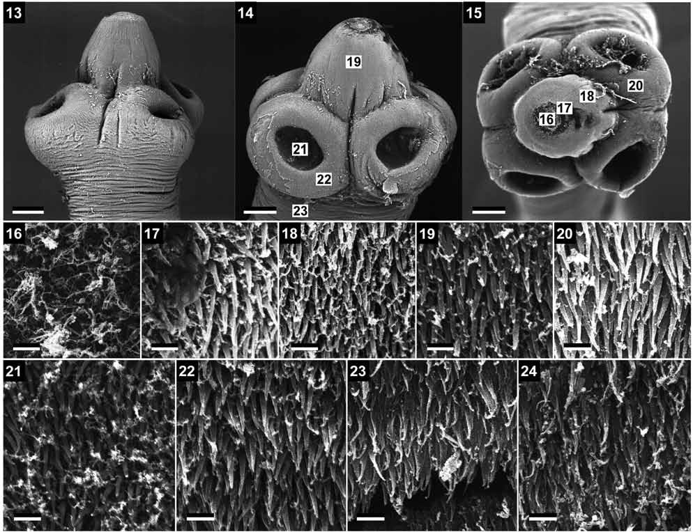 Figs. 13 24. Vandiermenia beveridgei gen. et sp. n. Paratypes (SAM 32339). Scanning electron micrographs. Fig. 13. Scolex, lateral view. Fig. 14. Scolex, dorsoventral view.