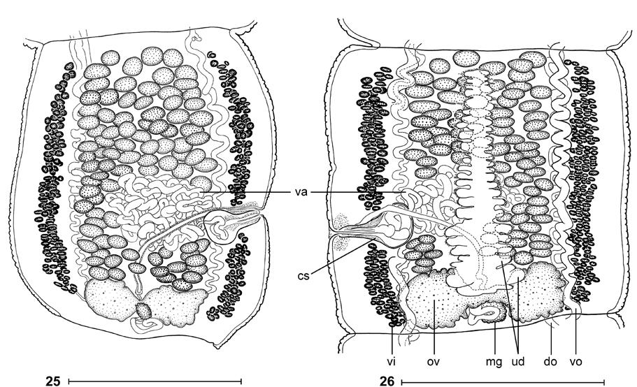 S. de Chambrier, A. de Chambrier: New tapeworms from Australia Figs. 25, 26. Vandiermenia beveridgei gen. et sp. n. Paratypes (SAM 32339). Fig. 25. Mature proglottis in dorsal view, uterine stem not figured.