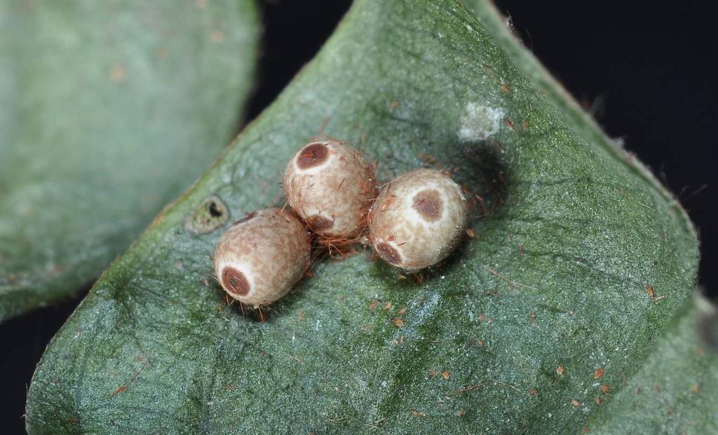 NATURE IN SINGAPORE 2010 Fig. 5. Freshly deposited eggs (1.7 by 1.4 mm) attached to a leaf surface.