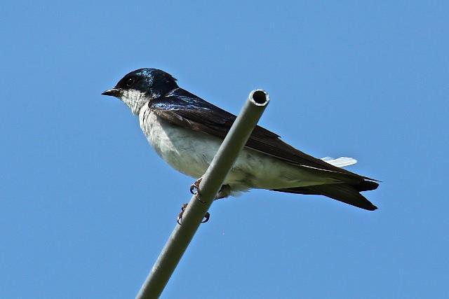 TREE SWALLOW Tree Swallow, Tachycineta bicolor Skimming our retention ponds or performing acrobatics in the air chasing insects is this bird s primary daily activity.