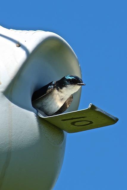 Tree Swallow, Tachycineta bicolor Tree Swallows migrate in late winter from Central America and parts of the southern USA as they move up into the rest of this country and Canada, moving as far north