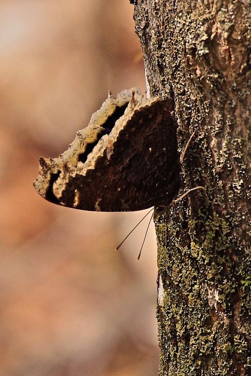 Mourning Cloak, Nymphalis antiopa The Mourning Cloak is found in the Northern Hemisphere in Europe, Asia and North America; its name in