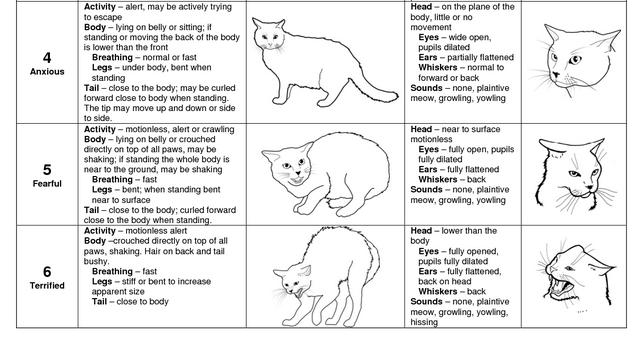 SIGNS OF STRESS IN CATS VOCALIZING TWITCHING TAIL PILOERECTION FLICKING EARS AGGRESSION ESCAPE ATTEMPTS HIDING