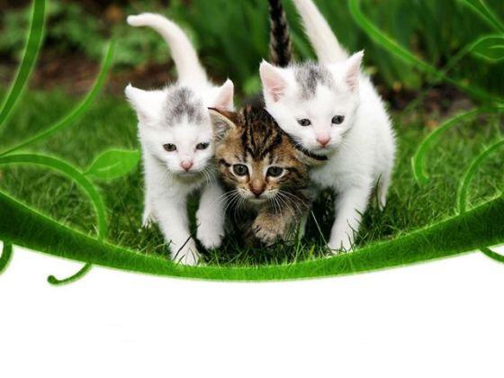 Increasing Cat Adoptions Wendy Blount, DVM Get Heard: Unexpected Ways to Gain Attention for Your Cats Beyond PetFinder - Get a Facebook Page Facebook.