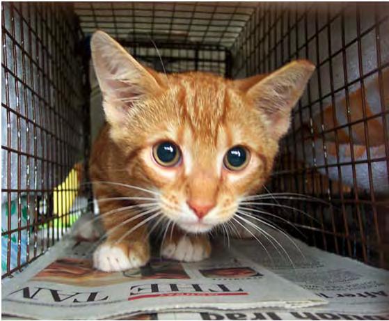 TNR Program STOP euthanizing ferals cats stop taking taking/accepting them into the shelters Educate the public that removing kittens and cats from a