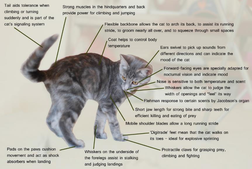 Figure 10: Cat Attribute Diagram Cats through History Cats were originally domesticated in ancient Egypt.
