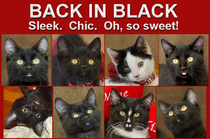 Back in Black By Lily McCalla Helping PAWS Pet Rescue April 2015 Contrary to the beliefs of some, black cats are lucky!