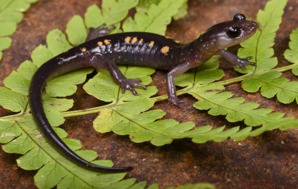 wehrlei based on variable coloration throughout the range of Wehrle s Salamander (Highton, 1962) and later separated from P. punctatus by the number of trunk vertebrae (Highton, 1972).