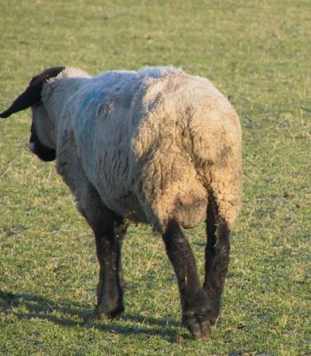 Bth sheep and cattle are susceptible t infectin with liver fluke, meaning pastures previusly grazed by either species shuld be cnsidered a ptential risk t the ther.