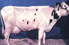 Body Condition Scoring for Dairy Cattle Identifying cows that are too fat or too thin and taking immediate action helps with disease treatment, milk production, and fertility.