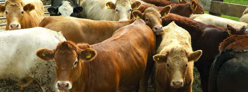 Decision Making Steps to Prevent Compromised Animals: The following actions by producers will assist in early detection of problems and options to address them.