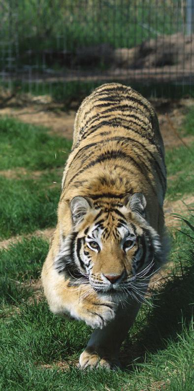The Wildcat Sanctuary UPROAR! June 2018 Issue 17 Daisy, tiger Tammy Thies Founder & Executive Director Julie Hanan Contributor Carissa L.