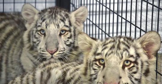 Education to Help End the Abuse Roadside zoos, pay-to-play cub exhibits, breeders selling on-line, exotic animal auctions...the list goes on.