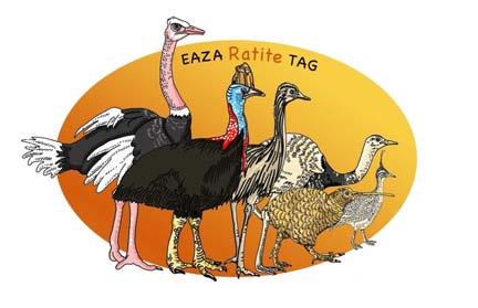 EAZA Update from EAZA Ratite TAG Vice Chair, Jo Gregson There are 40.42 Darwin s rhea in EAZA collections and seven birds were bred this year.