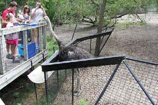 Blank Park Zoo will be opening a new ostrich-eland exhibit that will include an ostrich feeding