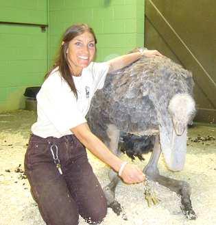 Meet Omlette! Our 2013 Ostrich of the Year! By Sharon Areen To everyone believing that ostrich are just big, dumb, un-trainable birds...you need to hear about Omlette!