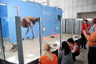 What do Earthquakes and Ostrich Have in Common? By Brenda Melton In May 2012, the California Academy of Sciences opened a new exhibition: Earthquake: Life on a Dynamic Planet.