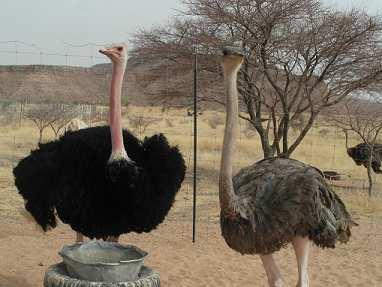 North African Ostrich Project Update The North African race of the ostrich, Struthio camelus camelus, is one of the most threatened species on earth, having disappeared from over 95% of its former