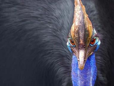 Catching Up with Cassowary Cassowary body condition and mate-choice trials in the Australasia Region By James R.