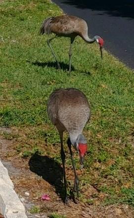 CLV Neighbors Helping Wildlife in Distress Several weeks ago Seagrape neighbors realized a Florida Sandhill Crane was in distress.