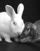 Keeping Bunny Healthy: Geriatric Buns House rabbits really didn t evolve until the mid 1980 s and as a result veterinary medicine is just now catching up to these wonderful creatures.
