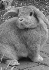 House rabbits really didn t evolve until the mid 1980 s and as a result veterinary medicine is just now catching up to these wonderful creatures.
