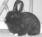 Adoptable House Rabbits January 16 Injections, Subcutaneous Fluids and Administering Oral Medications February 20 Rabbit Anatomy and Physiology March 6 Special pre-easter event.