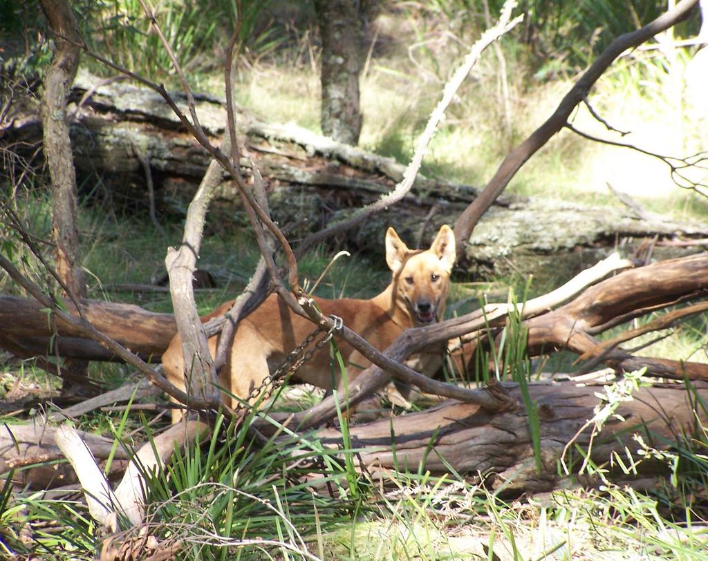 Wild Dogs in New South Wales Nikki Bowdler, Amy