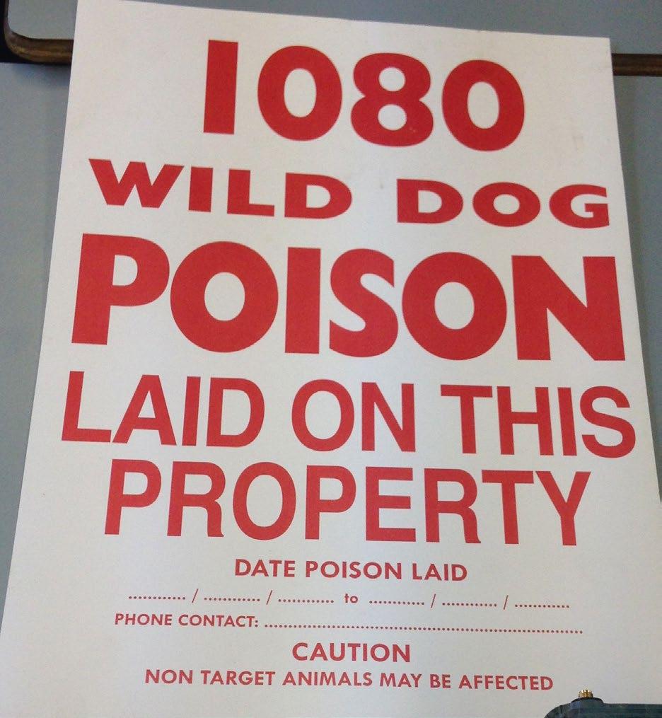 Baiting 1080 poison is added to meat or some other thing like an egg and distributed in a way that makes it attractive to a dog to sniff out and eat.