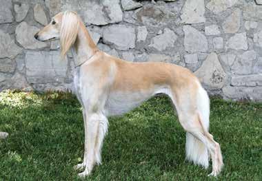 Conformation Top 10 GCh. Sirhan Ziyadah Windstorm (23 Salukis competing) BB Gp 1 st Gp 2 nd Gp 3 rd Gp 4 th BIS Points 1. GCh. Sirhan Ziyadah Windstorm 47 14 9 13 0 2 1759 Also #4 Hound Owners, Brian and Dee Laurie-Beaumont, Randy and Starr White 2.