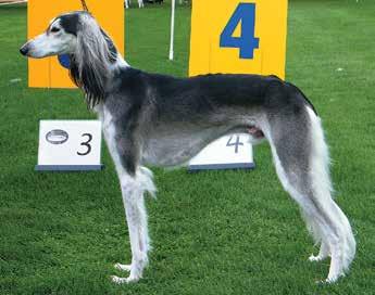 He won his placement as he really drove himself forward with his rear - again to be appreciated in the a running hound.