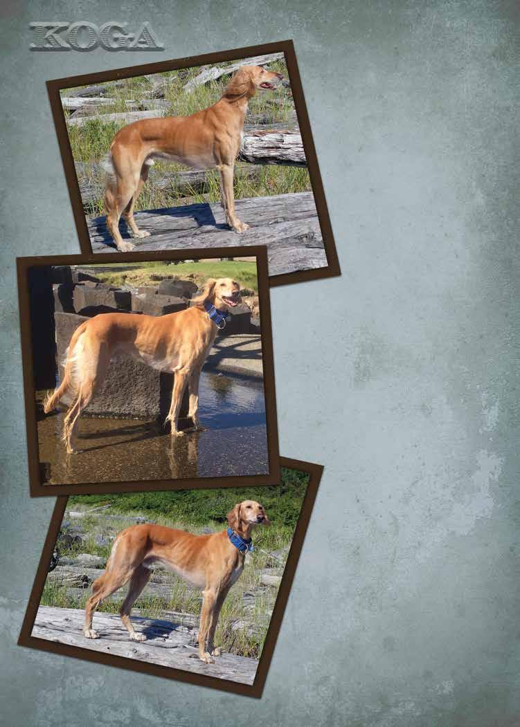 KOGA FARIDAAT EO DASH INCREDIBLE SPDBS GEN3, AKC/CKC Registered Koga is a wonderful family dog, whose favourite activities include hiking in summer and ski-joring in winter, sometimes teaming up with