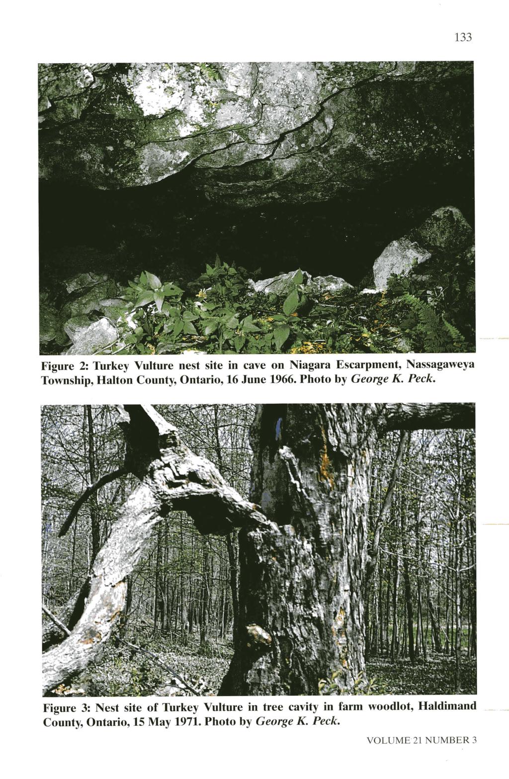 133 Figure 2: Turkey Vulture nest site in cave on Niagara Escarpment, Nassagaweya Township, Halton County, Ontario, 16 June 1966. Photo by George K. Peck.
