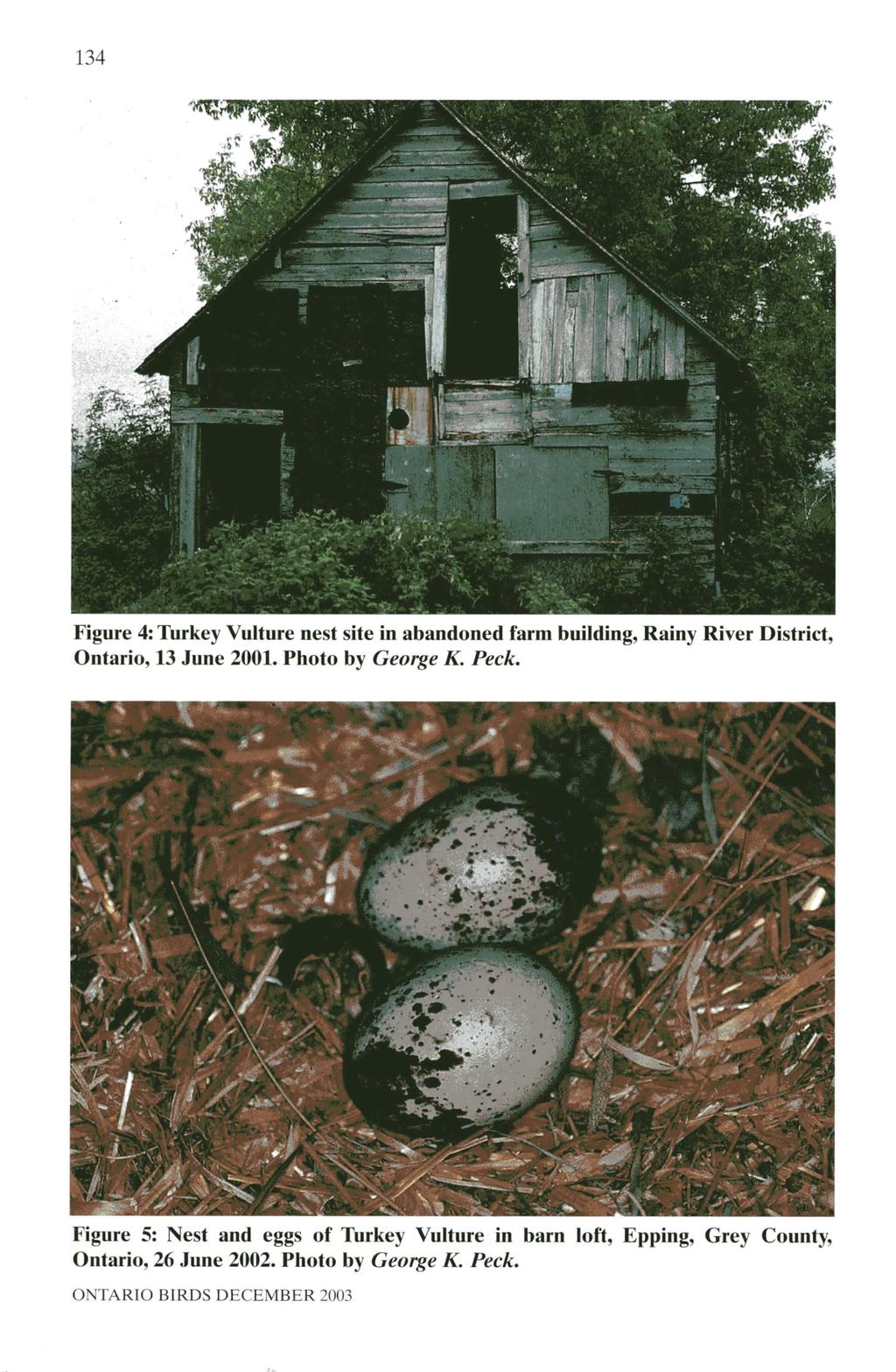 134 Figure 4: Turkey Vulture nest site in abandoned farm building, Rainy River District, Ontario, 13 June 2001. Photo by George K.
