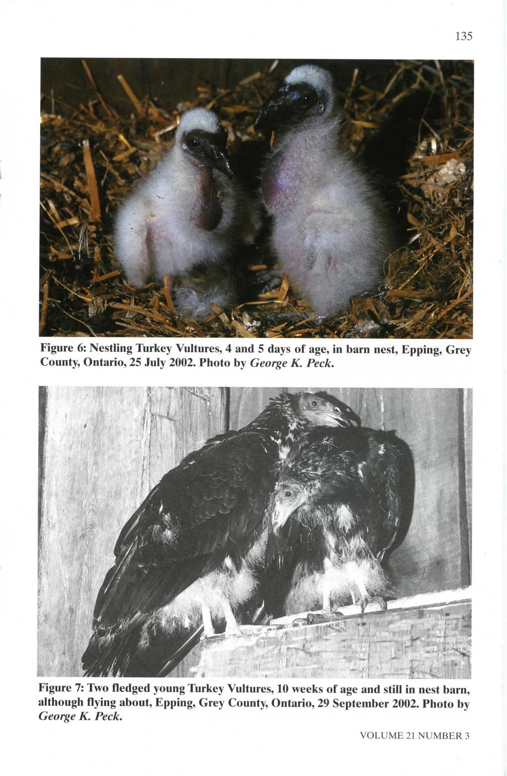 135 Figure 6: Nestling Turkey Vultures, 4 and 5 days of age, in barn nest, Epping, Grey County, Ontario, 25 July 2002. Photo by George K. Peck.