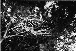 George A. Ncuman LARK SPARROW NESTING SUCCESS 5 FIG. 1. Lark Sparrow on nest in Juniperus virginiana. placed by a Lark Sparrow. I did not observe any encounters between the two species.