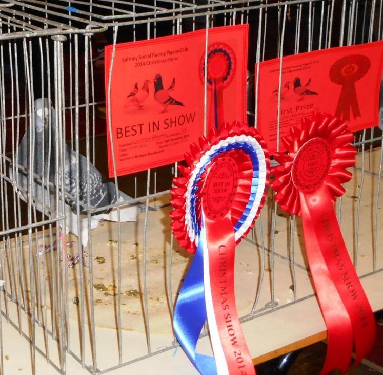 BEST IN SHOW Owned by Lloyd and Bagnall of Brymbo