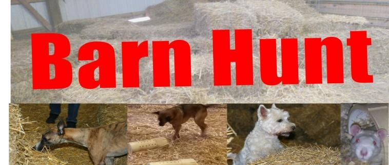 The first Barn Hunt Trial in Michigan was held March 29 and 30, 2014. More are expected soon. (Remember to register your dog first at www.barnhunt.com.