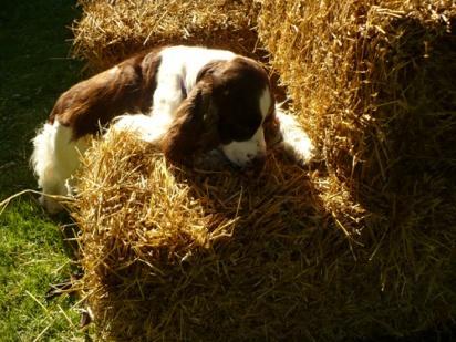 ) The purpose of Barn Hunt is to demonstrate a dog s vermin hunting ability in finding and marking rats in a barn-like setting, using a straw/hay bale maze to introduce climbing and tunneling