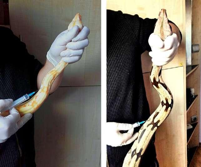 40 Seven Mustafa, Nadya Zlateva Intramuscular access is most easily applicable to snakes, with the most preferred location in the front third of the animal's body length.