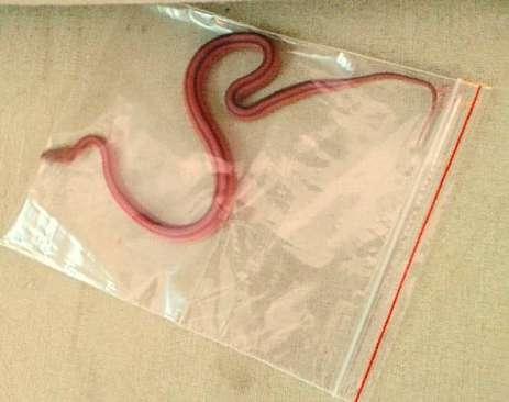 42 Seven Mustafa, Nadya Zlateva Figure 5: A small corn snake (Pantherophis guttatus) in a zip-lock bag (original).