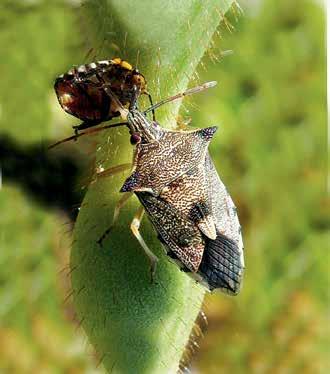 4 6 8 5 7 9 Predatory bugs large 1. Oechalia adult feeding on green vegetable bug nymph.. Oechalia final instar nymph.. Oechalia eggs. 4. Cermatulus adult. 5. Cermatulus nymph. 6. Cermatulus egg raft.